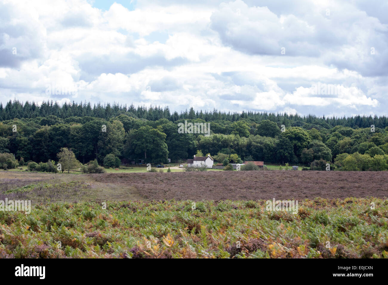 Holly Hatch Cottage Latchmore Bottom the valley of Latchmore Brook