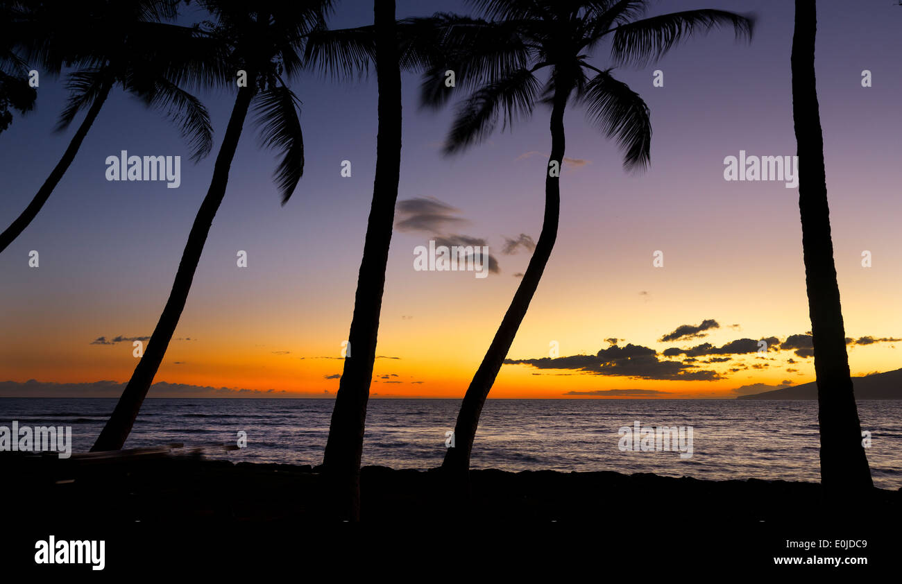 Palm trees silhouette against sunset on Maui, Hawaii Stock Photo - Alamy