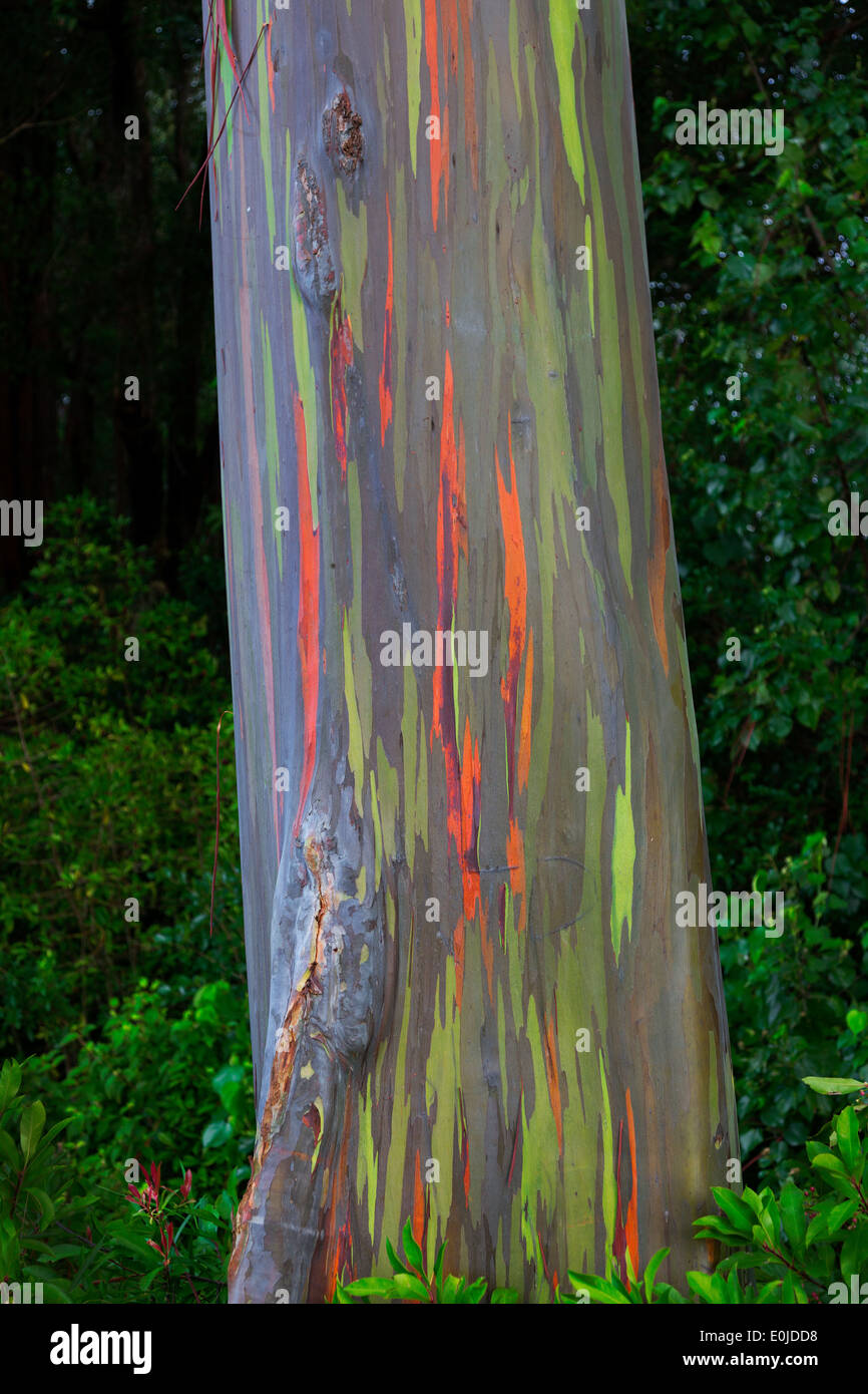 Rainbow Eucalyptus tree on the Hana Highway Maui, Hawaii Stock Photo