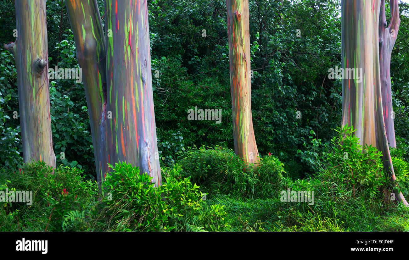 Rainbow Eucalyptus tree on the Hana Highway Maui, Hawaii Stock Photo