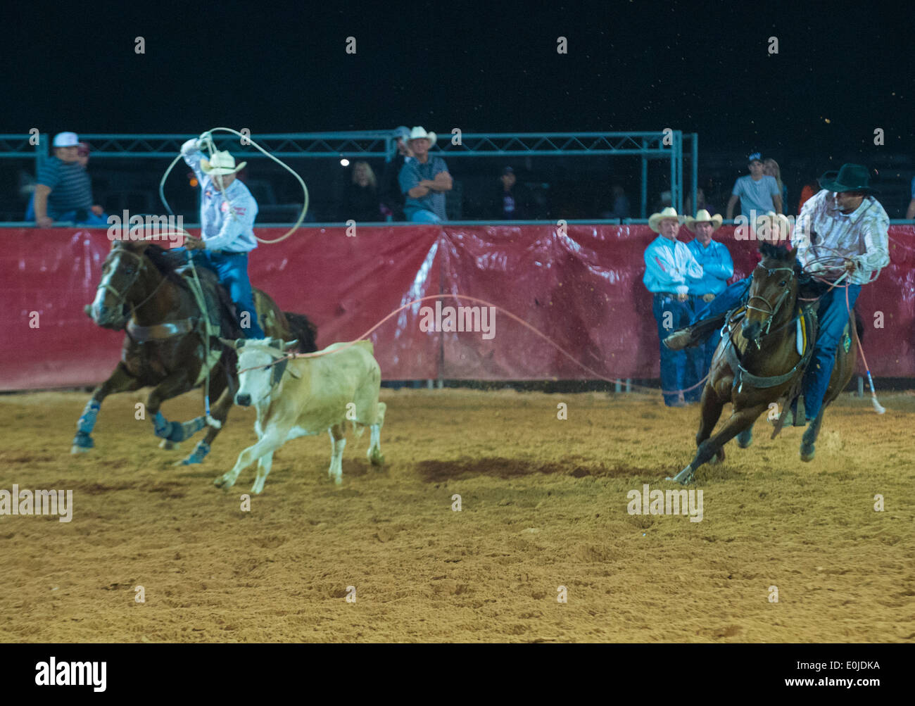 Cowboys Participating in a Calf roping Competition at the Clark County ...