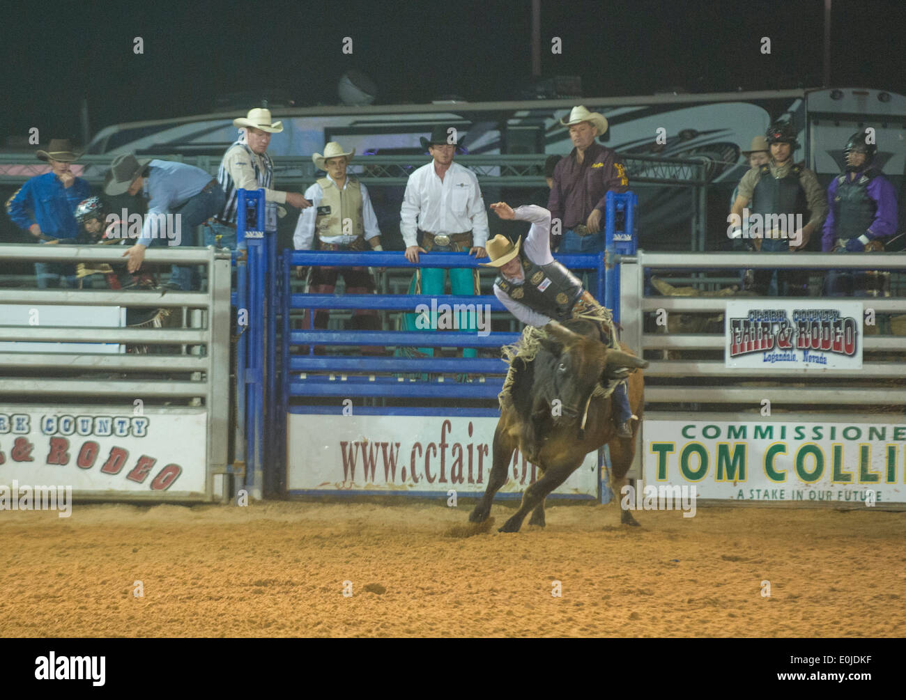 Cowboy Participating in a Bull riding Competition at the Clark County ...