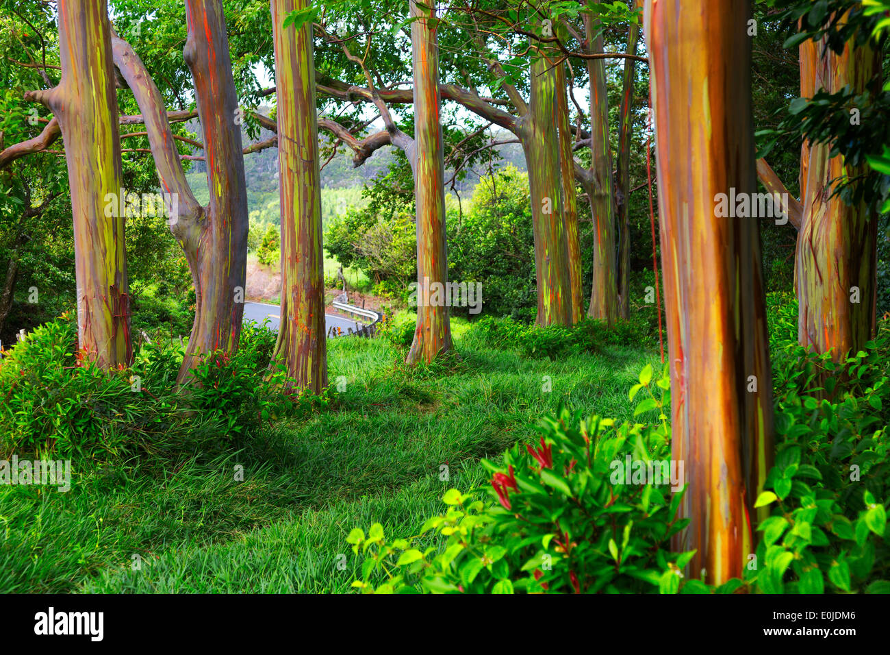 Rainbow trees off the road to Hana, Maui, Hawaii Stock Photo Alamy
