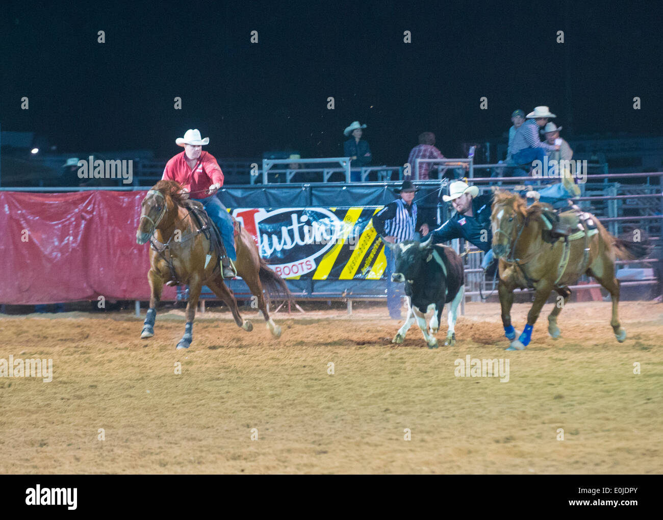 Cowboy Participating in a Steer wrestling Competition at the Clark ...