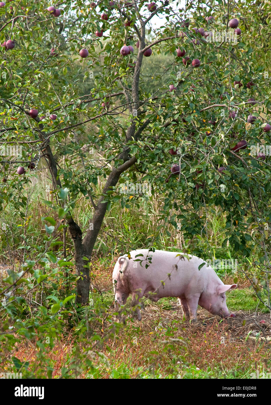 Pink pig under the apple tree Stock Photo Alamy