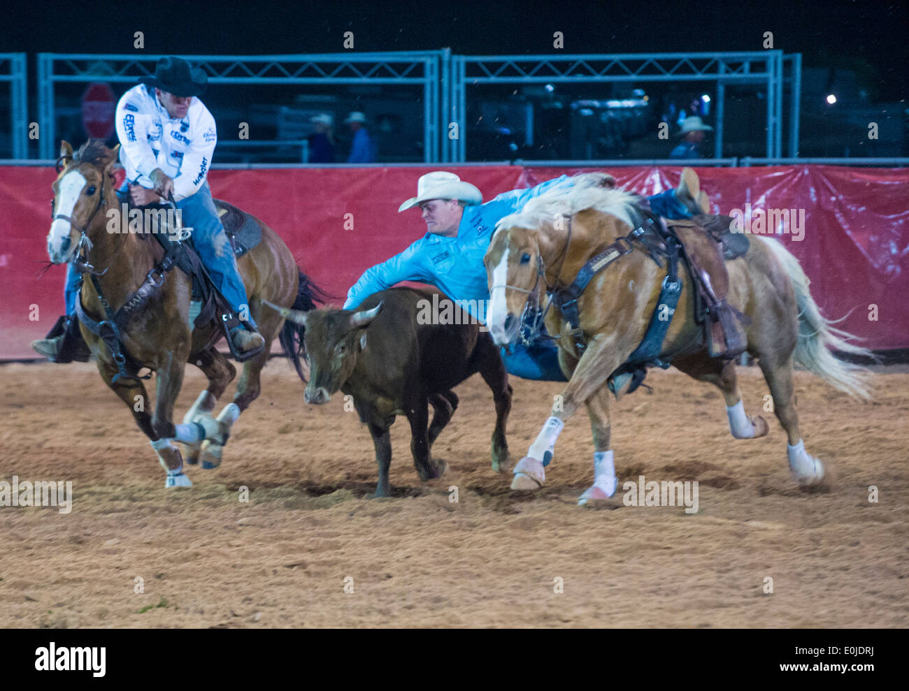 Cowboy Participating in a Steer wrestling Competition at the Clark ...