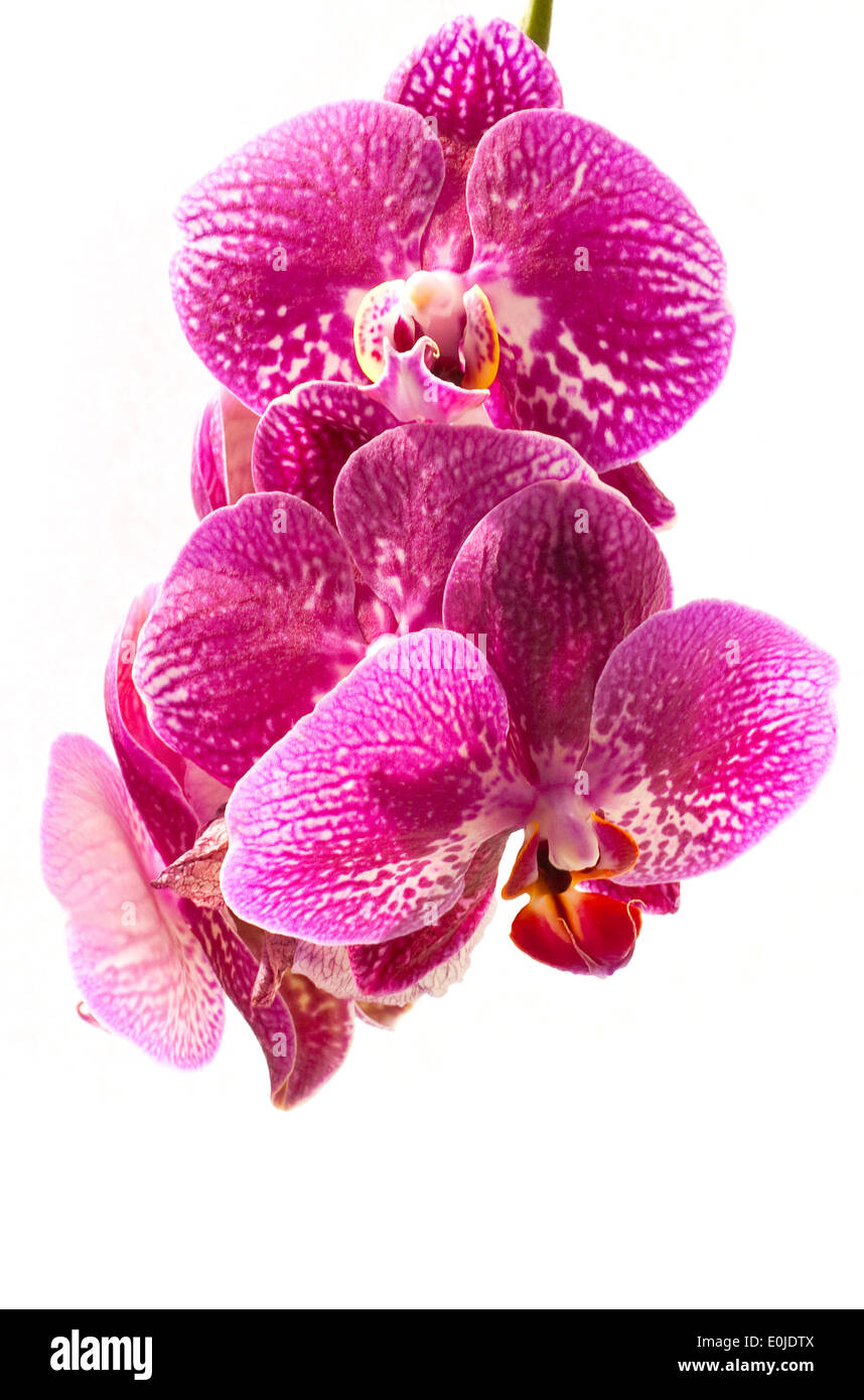 Pink orchid isolated on white background Stock Photo - Alamy