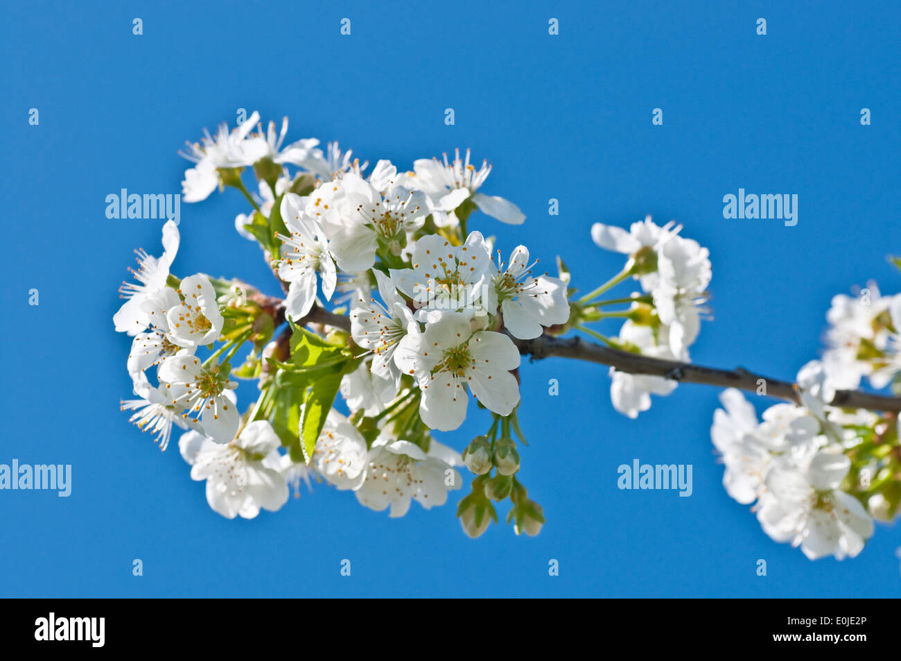 Flowering of cherry-tree on blue sky background Stock Photo - Alamy