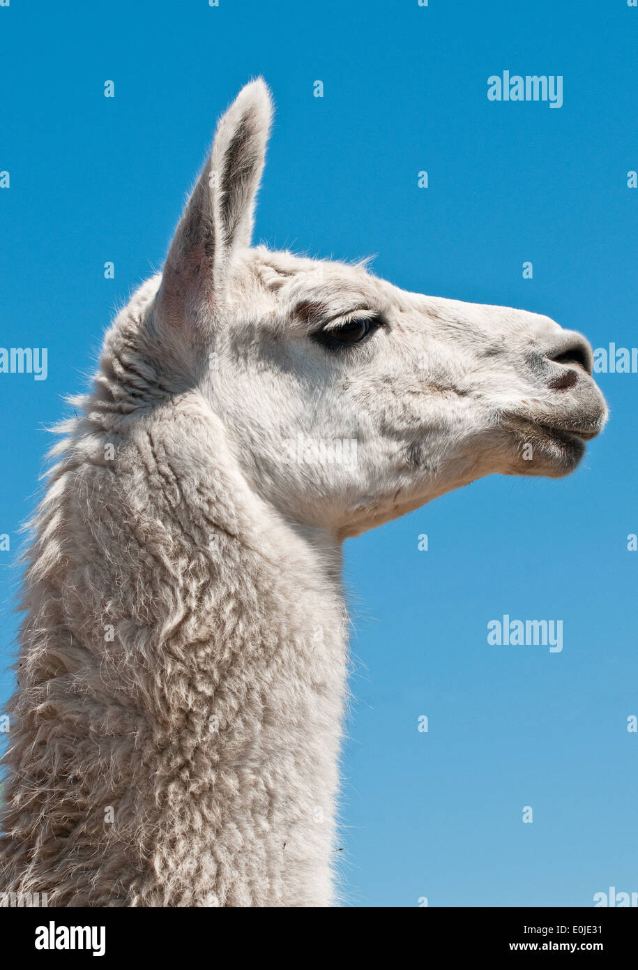 Portrait of a white lama Stock Photo