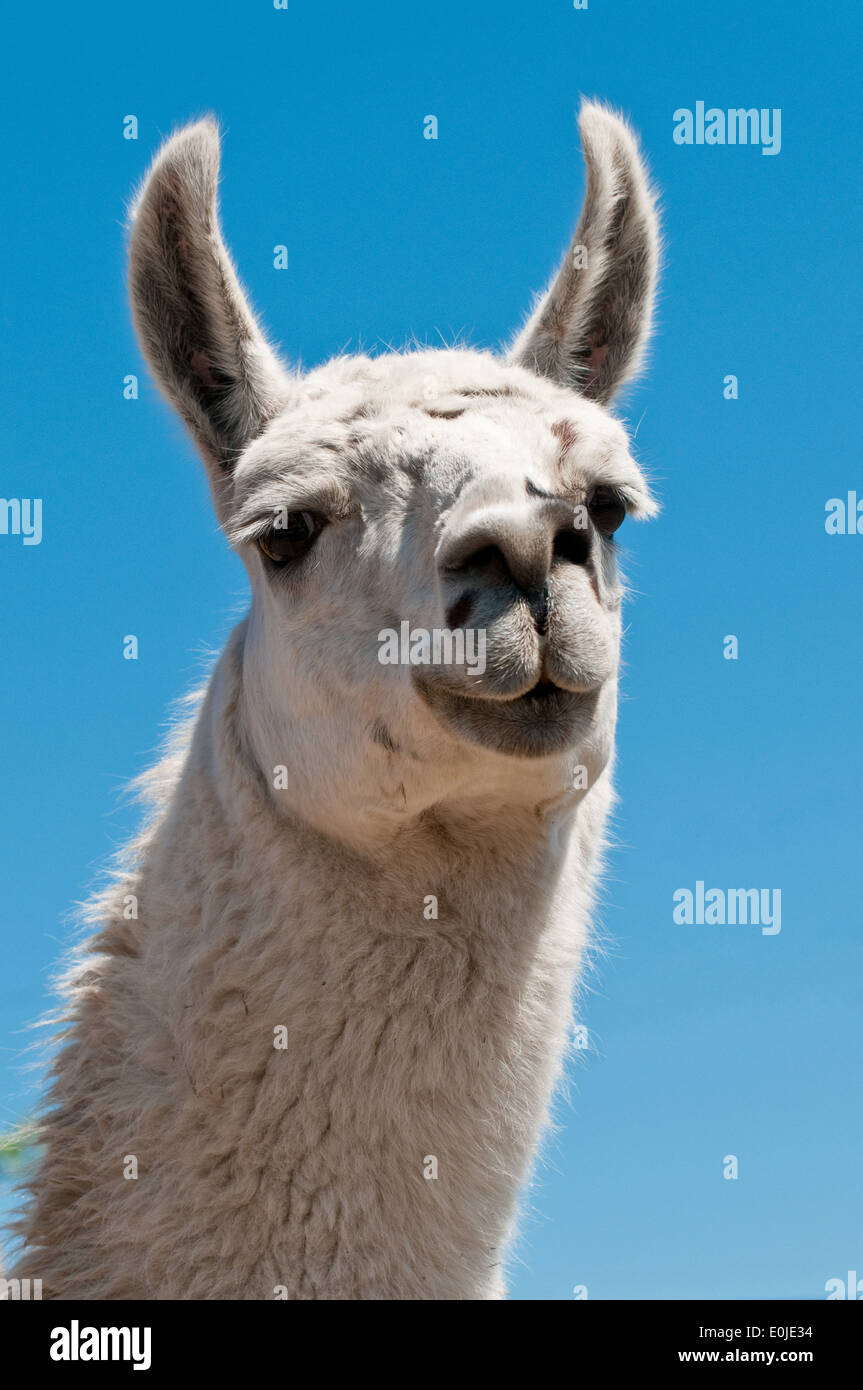 Portrait of a white lama Stock Photo