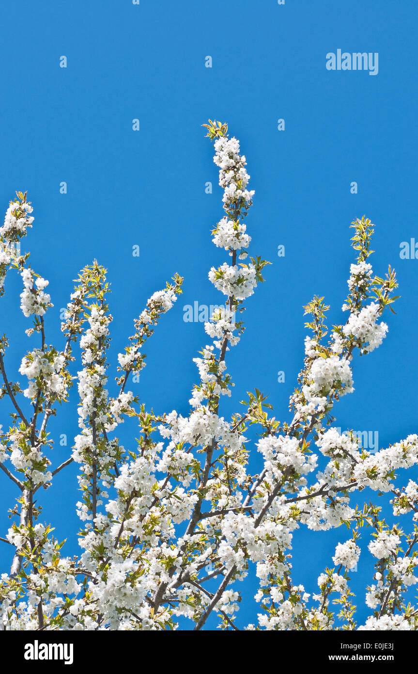 Flowering of cherry-tree on blue sky background Stock Photo - Alamy