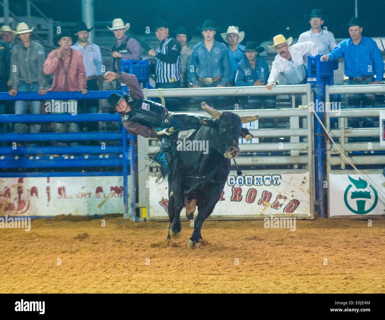 Cowboy Participating in a Bull riding Competition at the Clark County ...