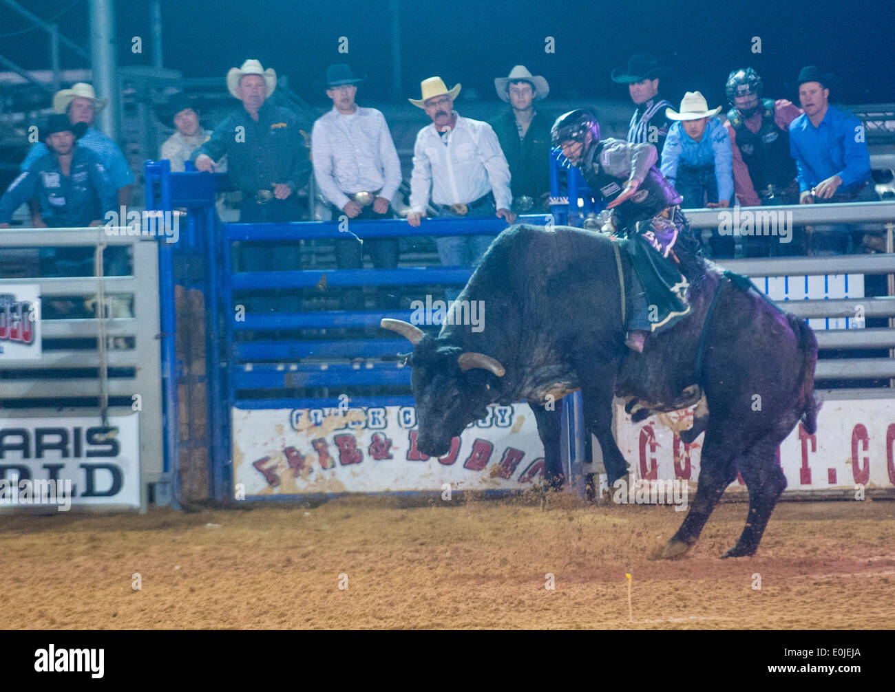 Cowboy Participating in a Bull riding Competition at the Clark County ...