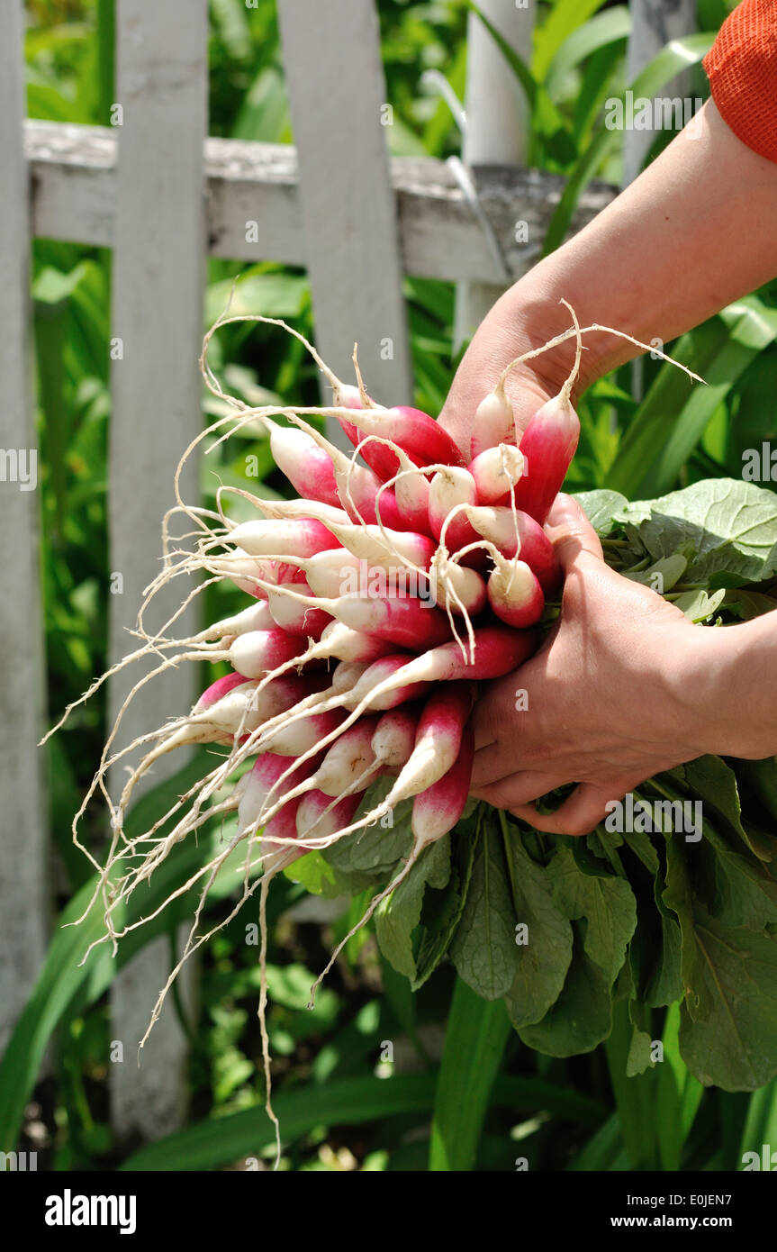 two woman hands hold a bunch of long red radishes with white tips Stock Photo