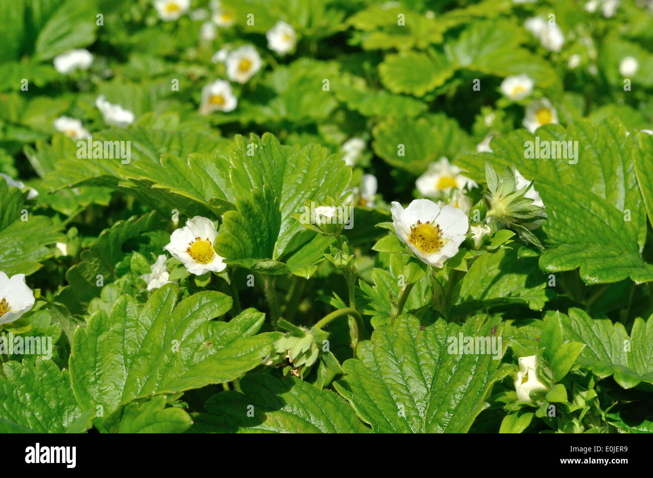white flowers of strawberry in the green garden Stock Photo - Alamy