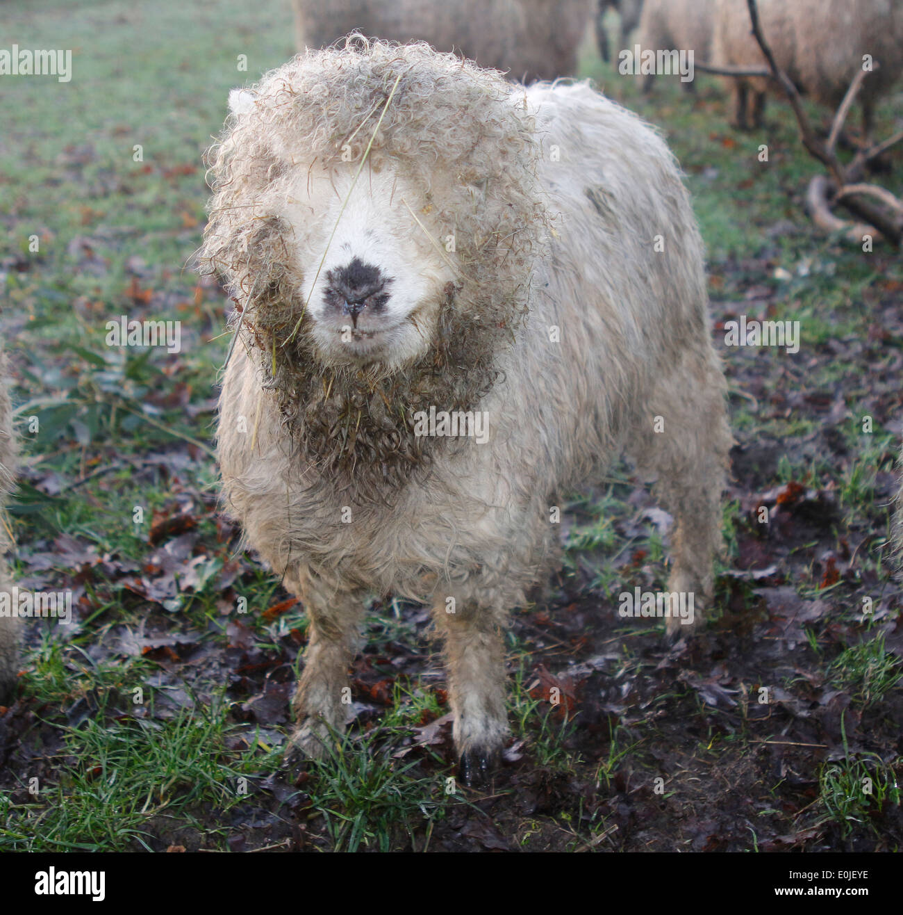 Shaggy sheep in Cheddar, Somerset, 19 January 2014 Stock Photo