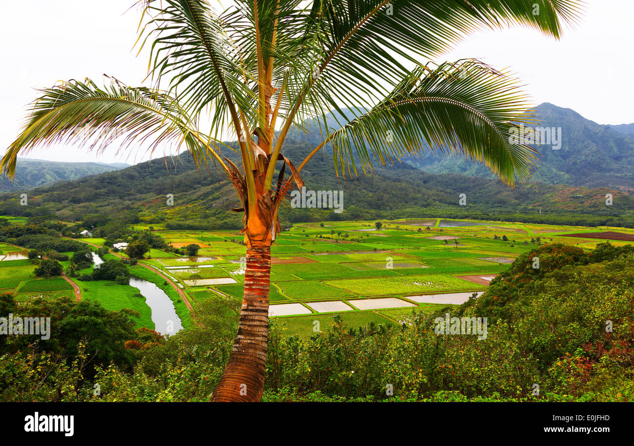 High angle view of Taro fields and valley from Hanalei lookout Kauai