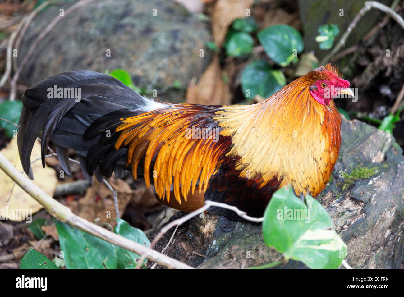 Hawaiian chicken sitting Kauai, Hawaii Stock Photo Alamy