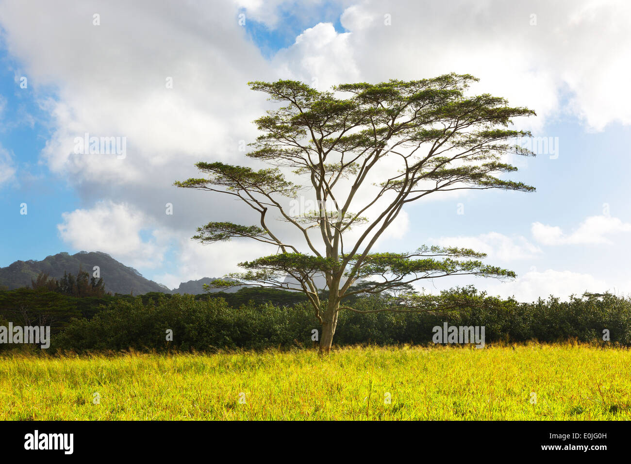 Monkey pod tree hi-res stock photography and images - Alamy