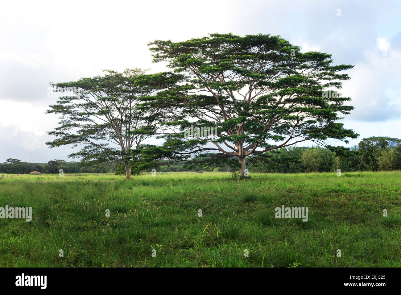 Monkey pod tree hires stock photography and images Alamy