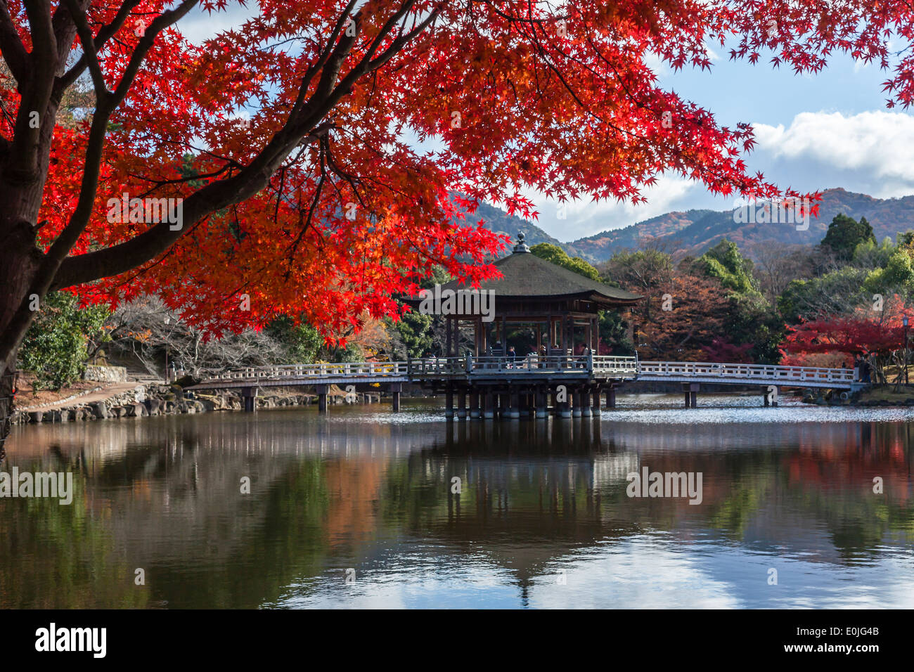 Japanese garden and autumn leaves in Japan Stock Photo