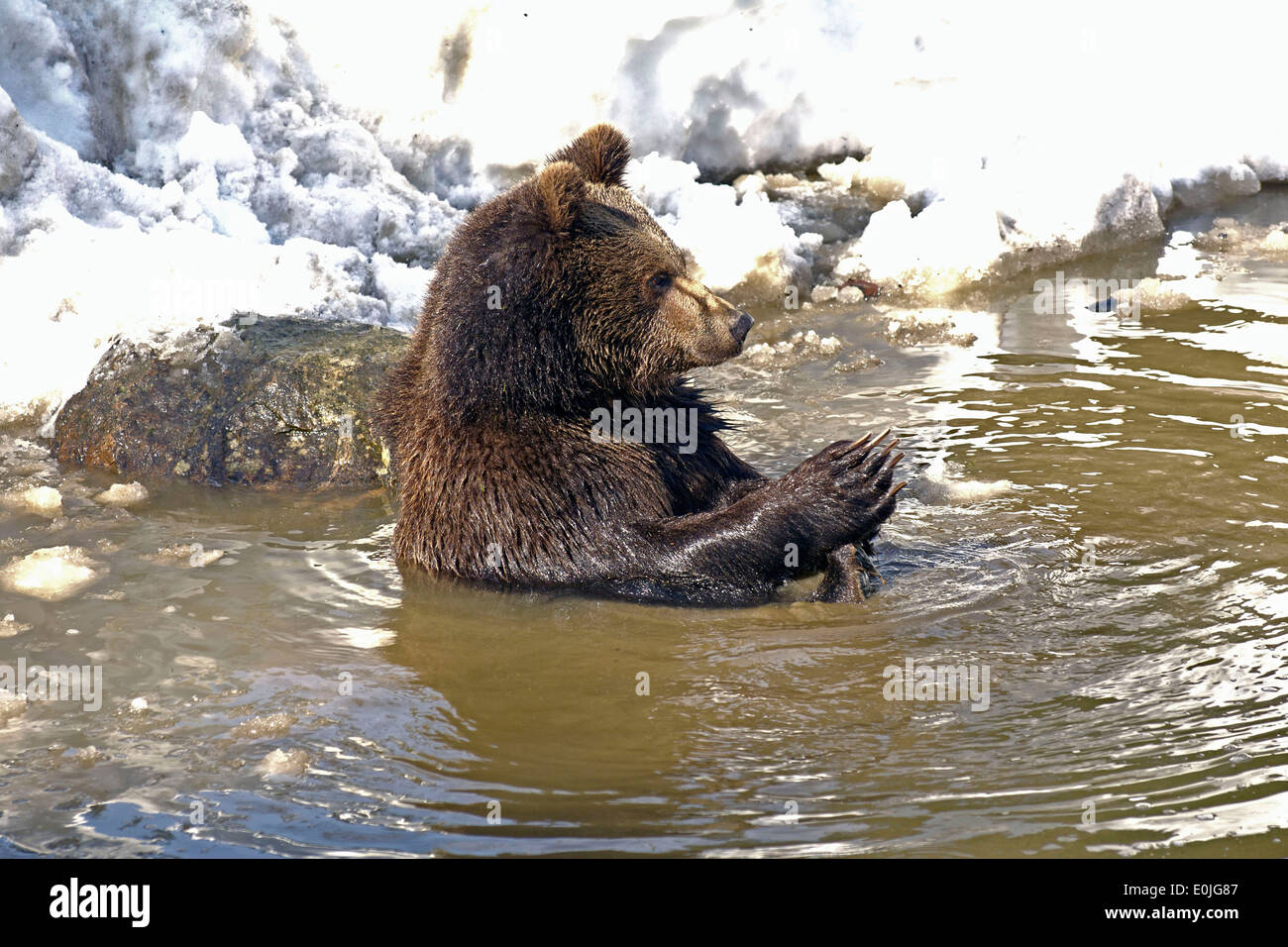 Spielender Braunbaer, Jungtier, Ursus arctos Stock Photo