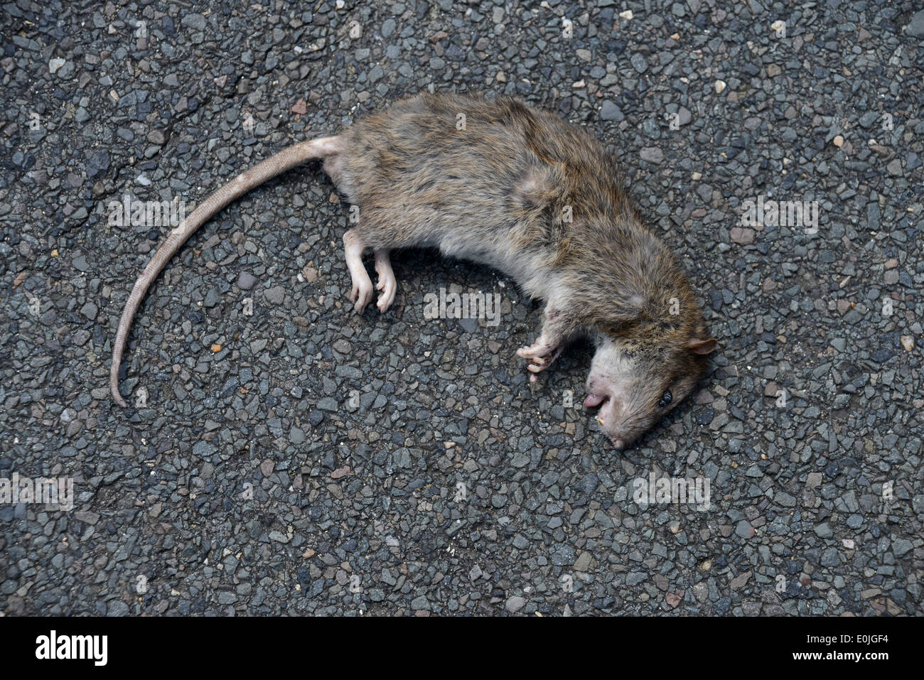 A giant rat pictured on the street in a residential area of Woodingdean, Brighton, East Sussex, UK. Stock Photo