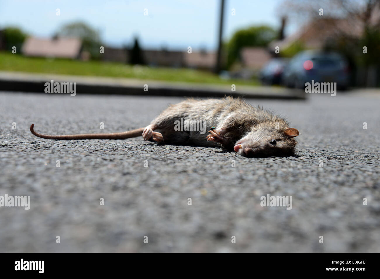 A giant rat pictured on the street in a residential area of Woodingdean, Brighton, East Sussex, UK. Stock Photo