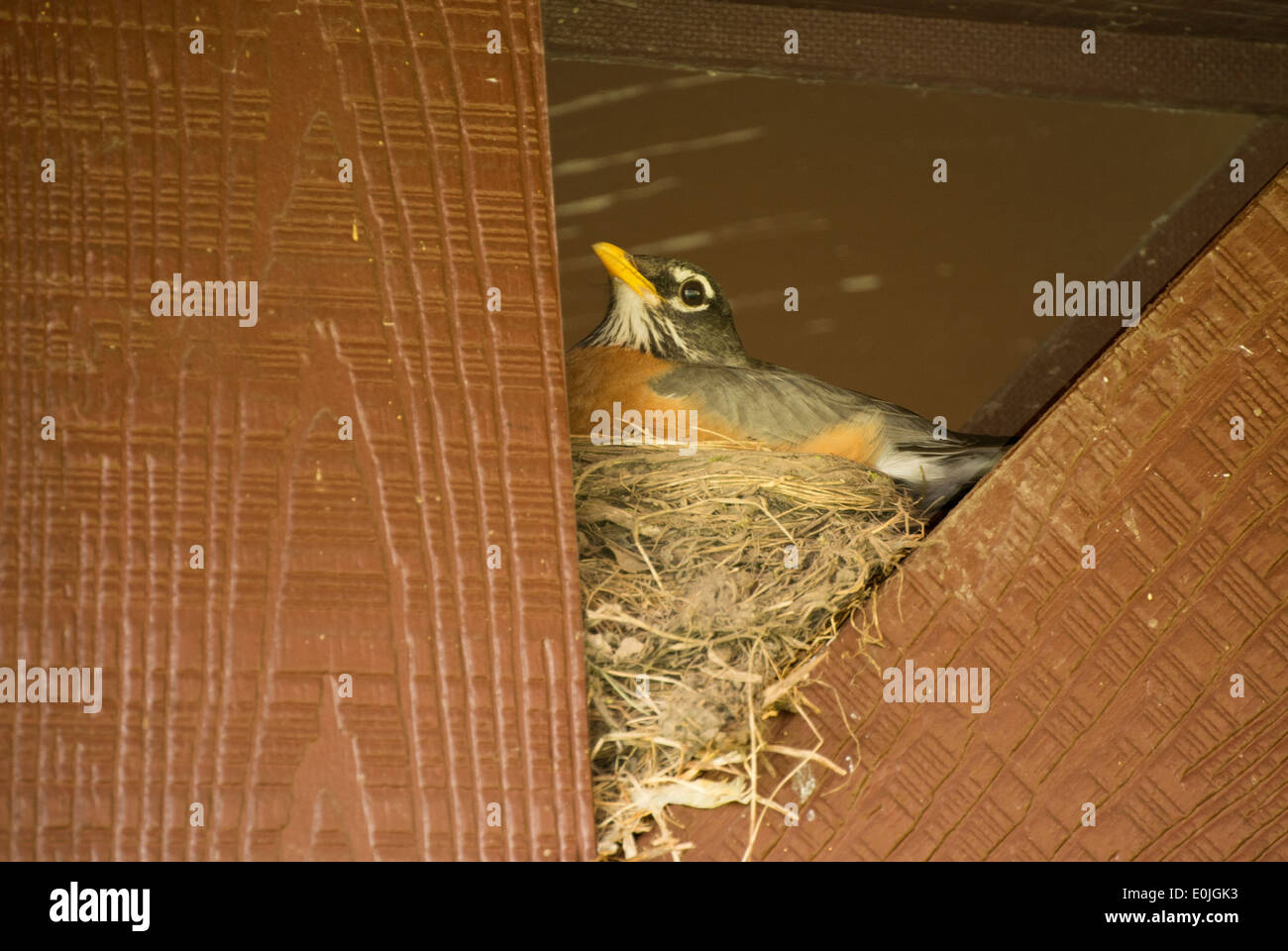 Female American robin sitting on eggs. Stock Photo