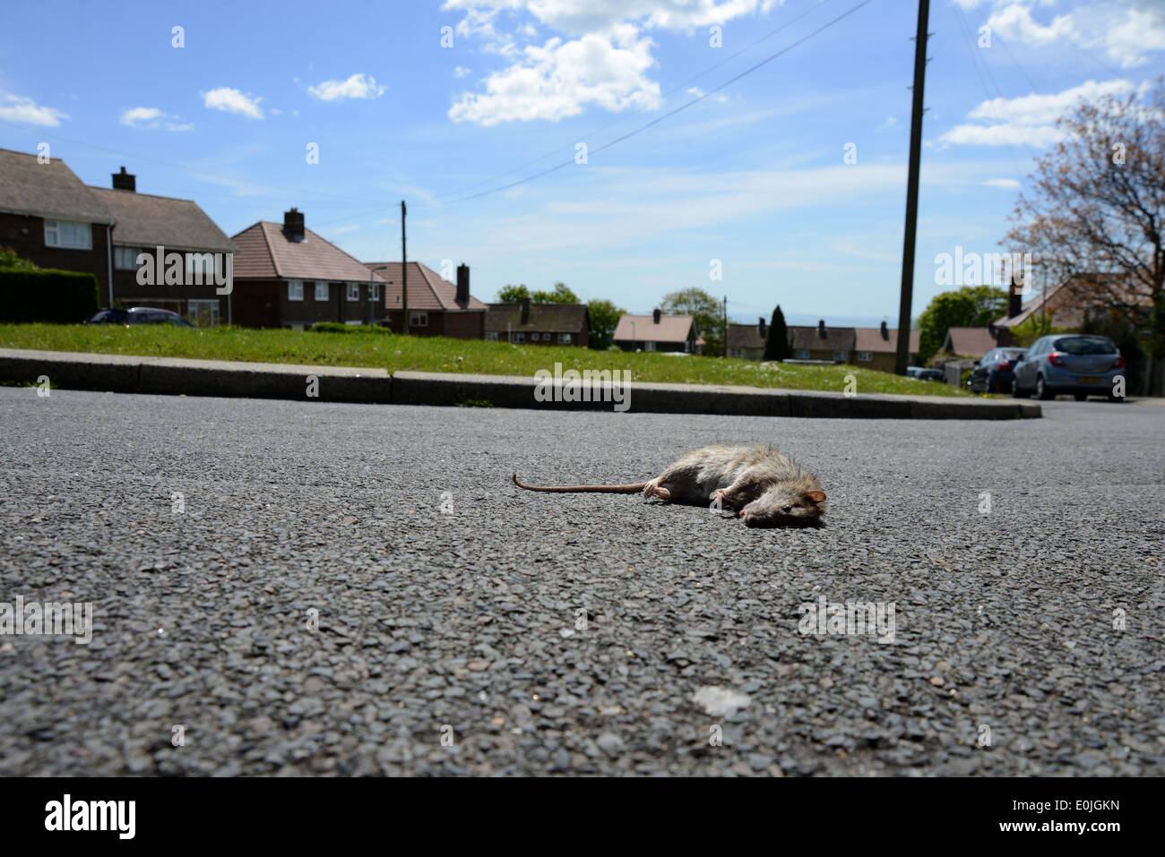 A giant rat pictured on the street in a residential area of Woodingdean, Brighton, East Sussex, UK. Stock Photo