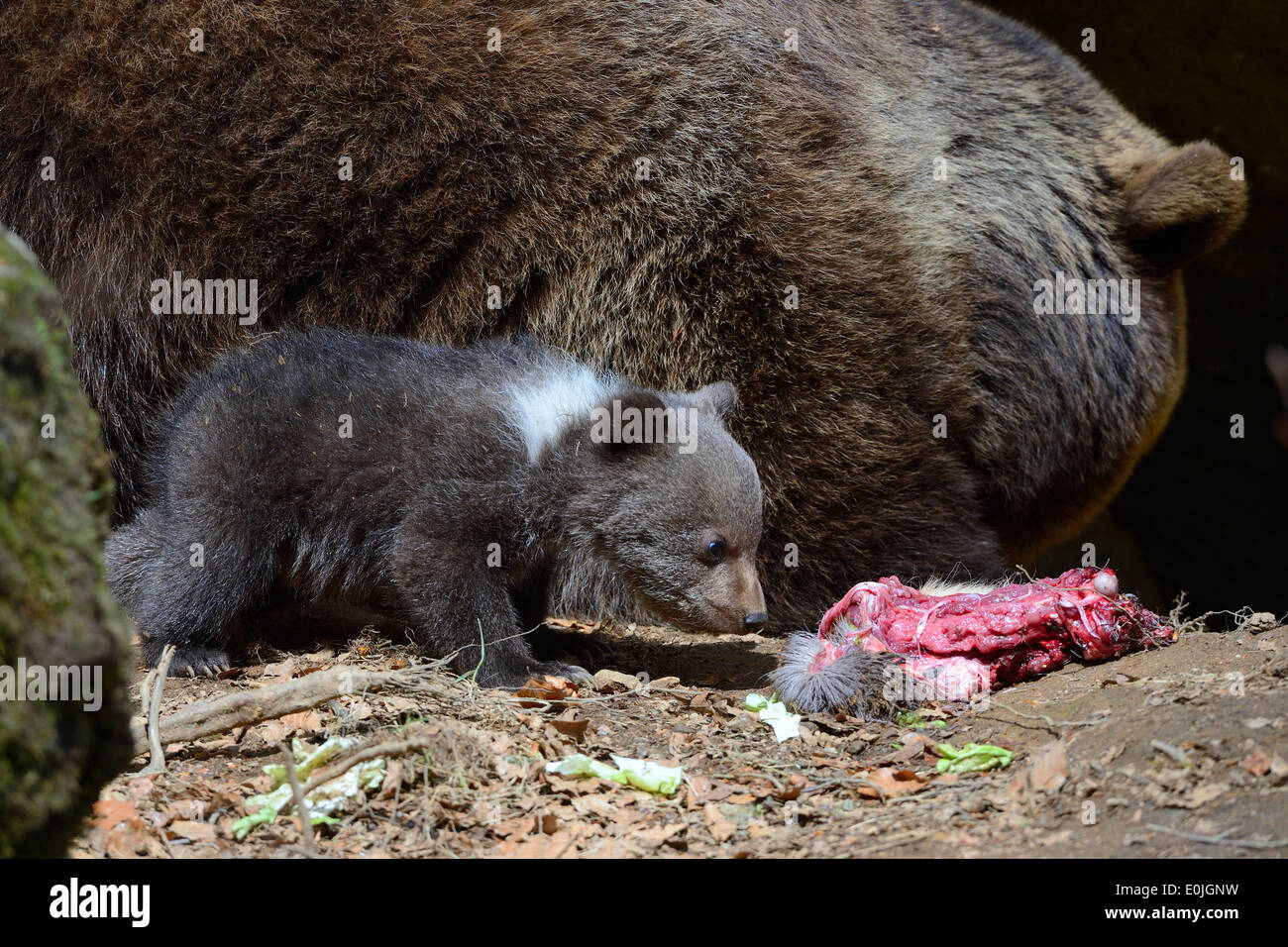 Europäischer Braunbär (Ursus arctos), Jungtier, 3 Monate, captive, Bayern, Deutschland Stock Photo