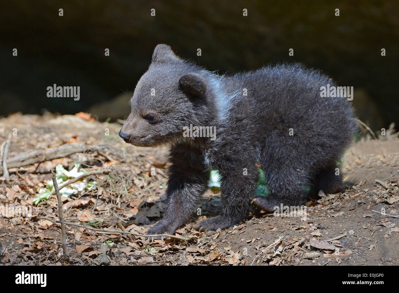 Europäischer Braunbär (Ursus arctos), Jungtier, 3 Monate, captive, Bayern, Deutschland Stock Photo