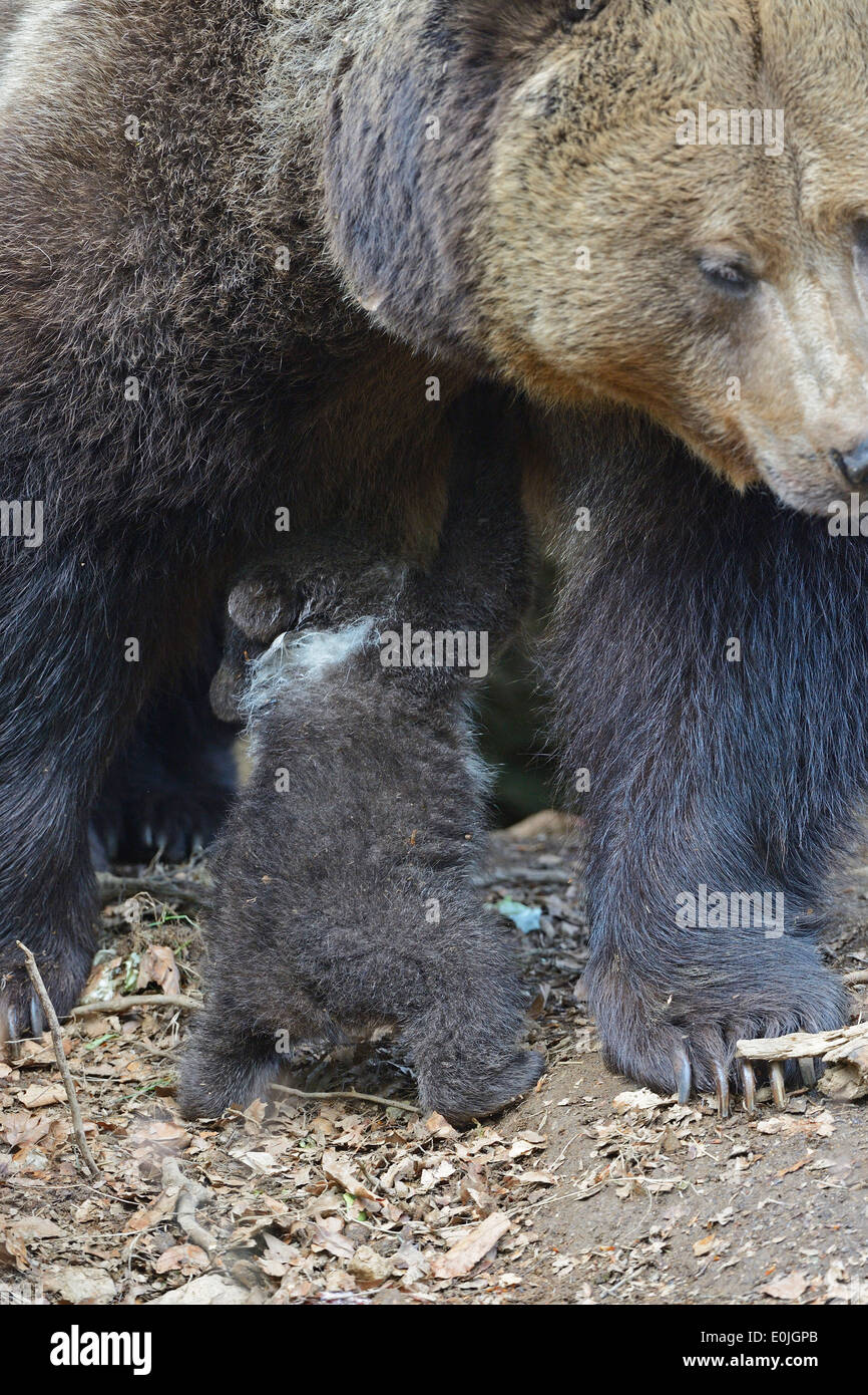 Europäischer Braunbär (Ursus arctos), Muttertier säugt Jungtier, 3 Monate, captive, Bayern, Deutschland Stock Photo