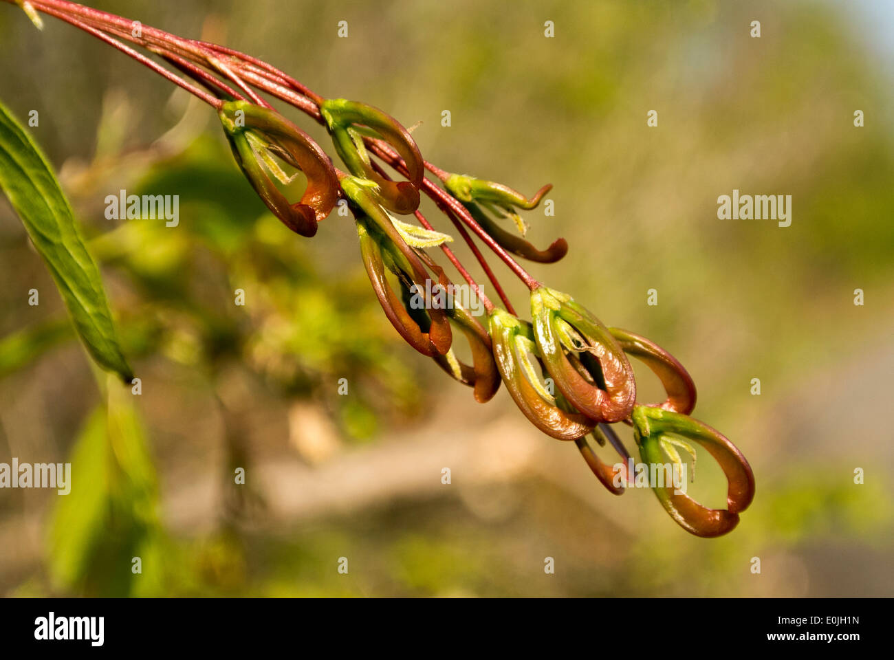 New growth in spring Stock Photo - Alamy