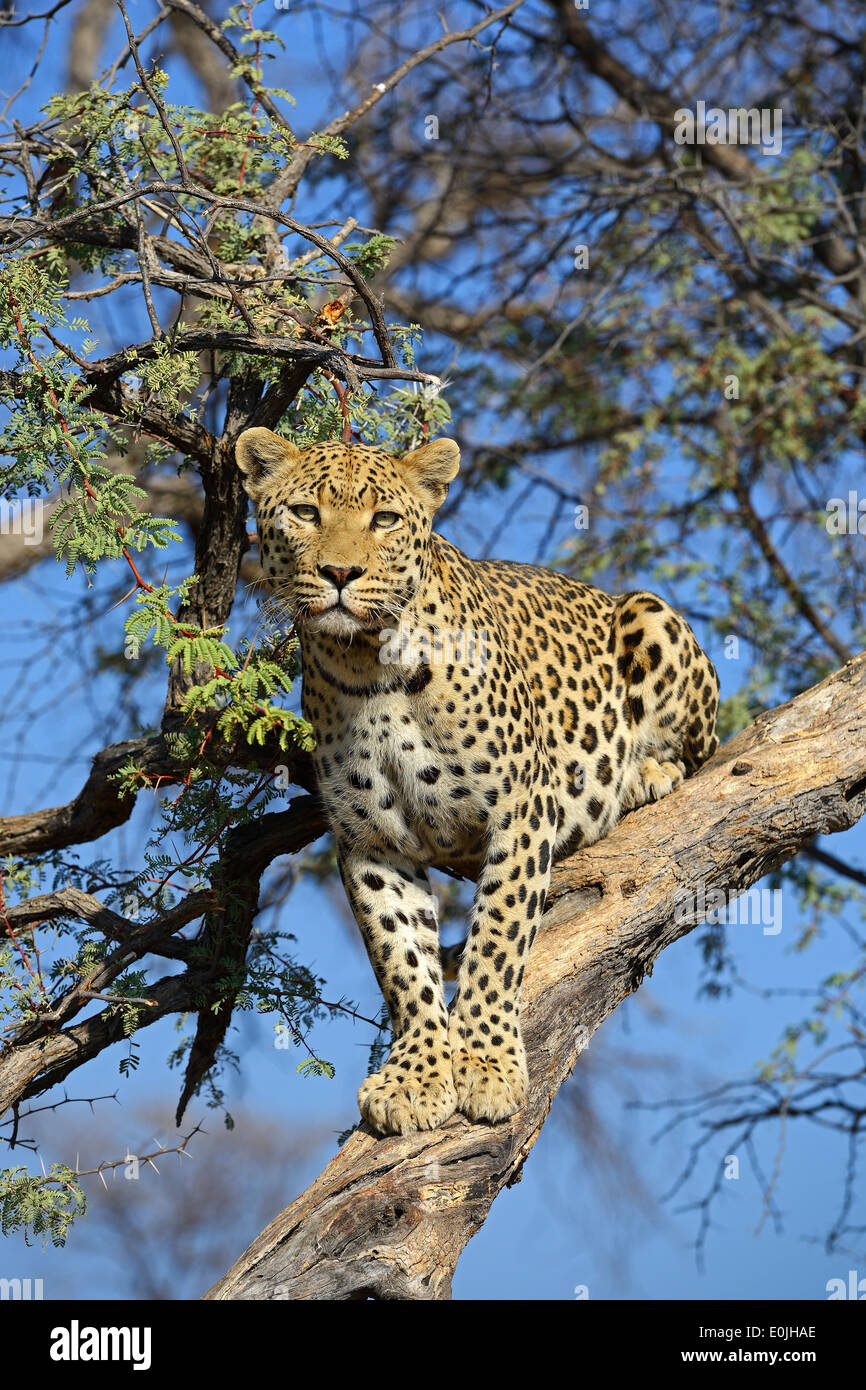 Leopard (Panthera pardus) haelt Ausschau auf einem Baum am Abend , Khomas Region, Namibia, Afrika Stock Photo