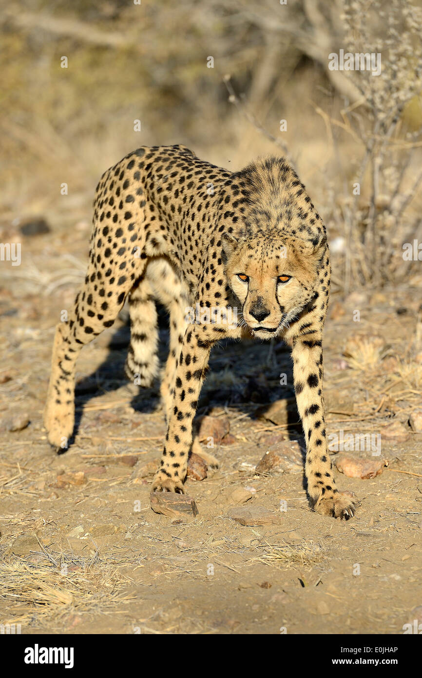 Gepard, Namibia, Afrika, Stock Photo