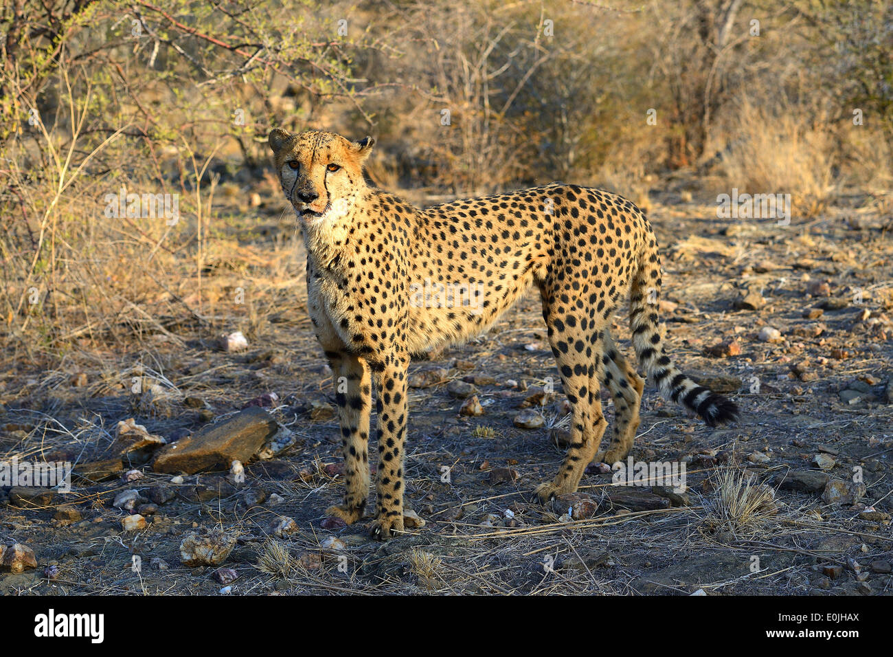 Gepard, Namibia, Afrika, Stock Photo