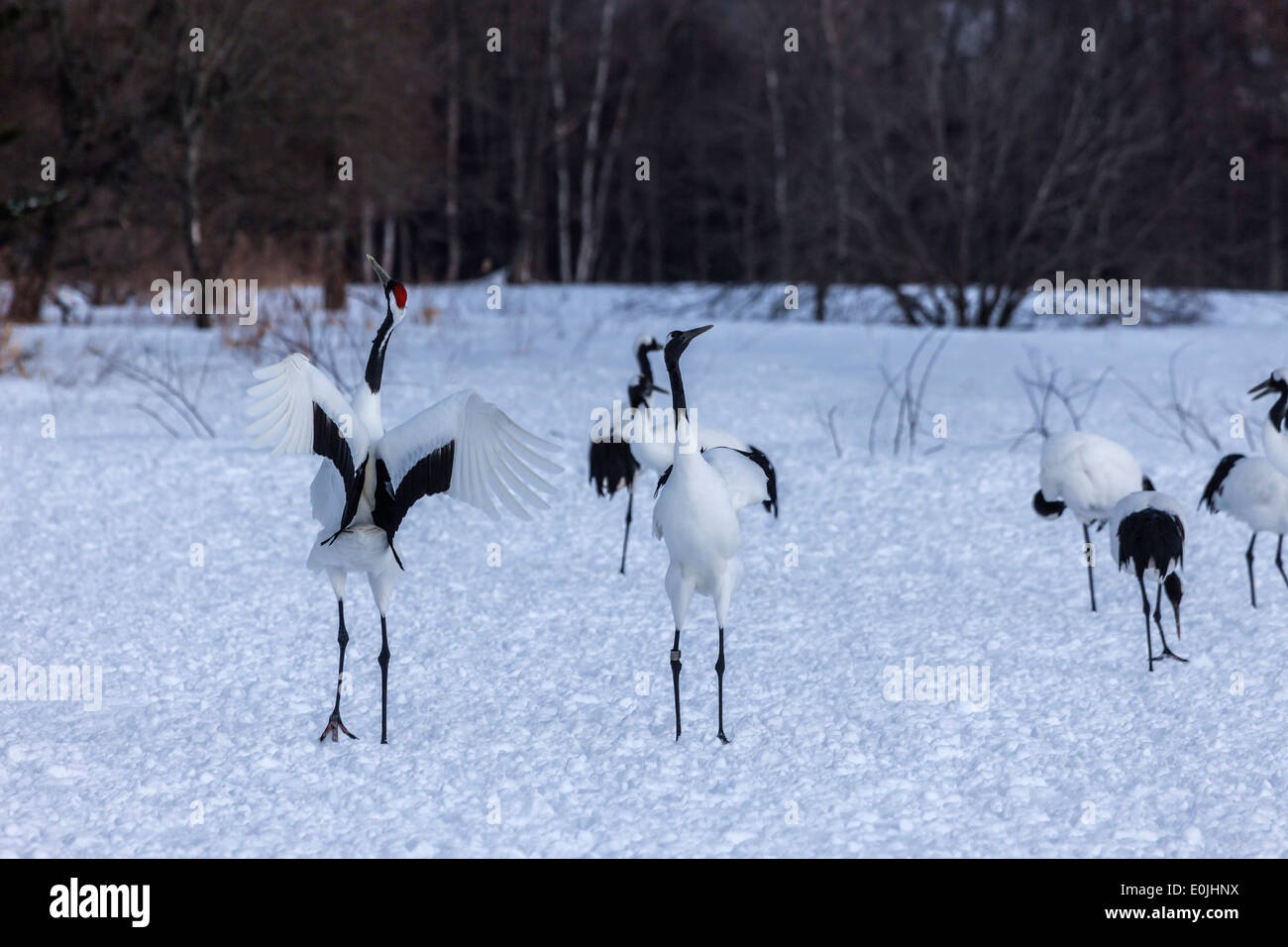 Red crowned cranes Stock Photo - Alamy