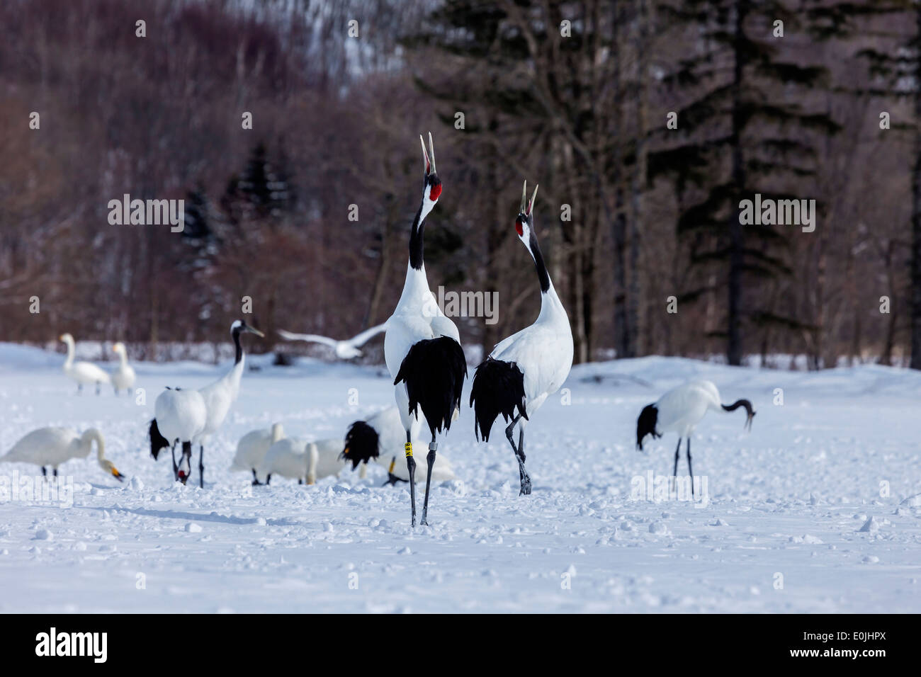 Red crowned cranes Stock Photo - Alamy