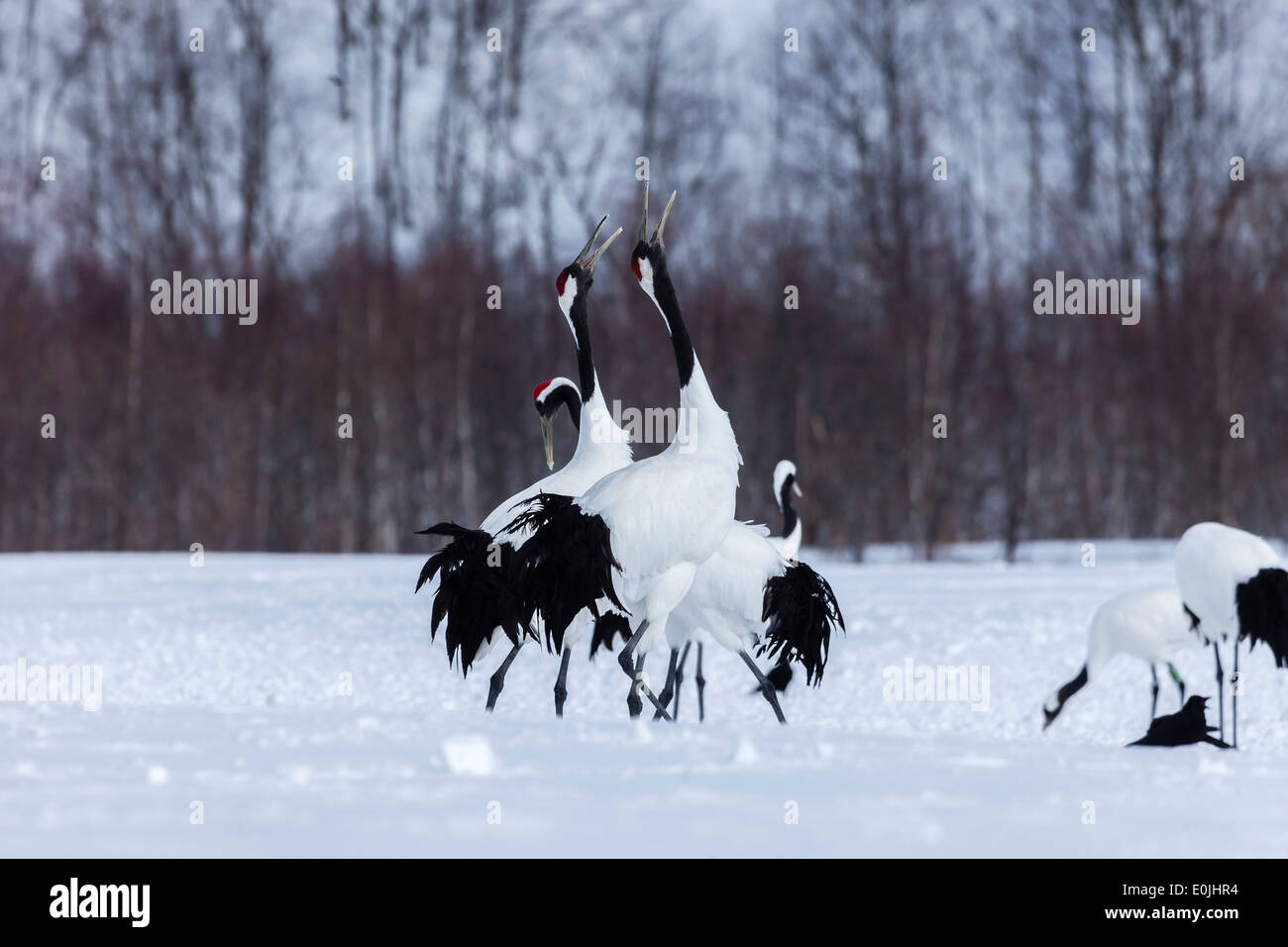 Red crowned cranes Stock Photo - Alamy