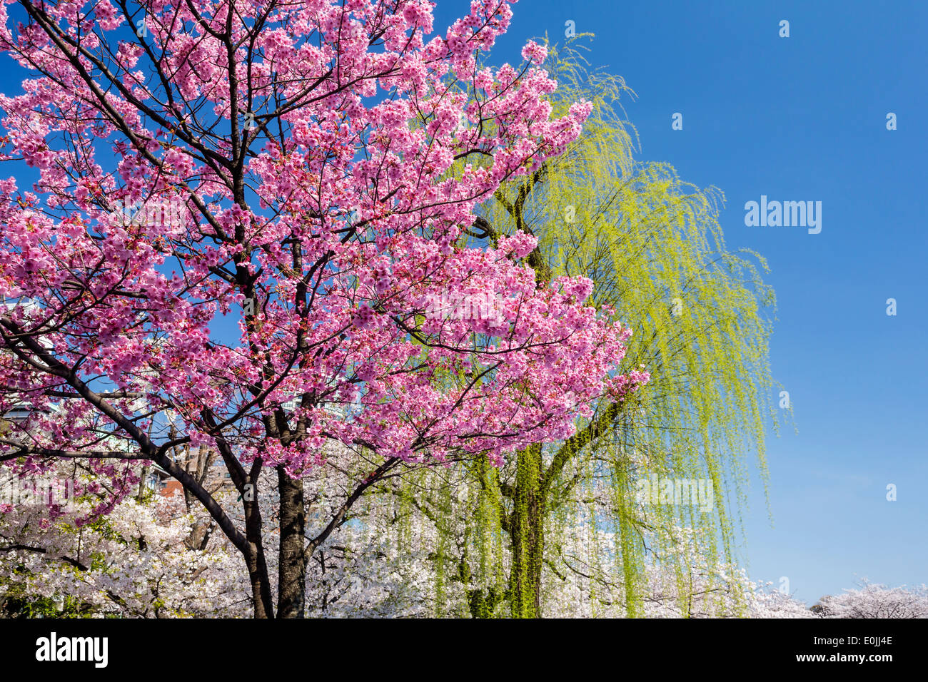 Weeping Willow Tree In Japan Background, Cherry Blossoms Weeping Cherry  Tree, Hd Photography Photo, Water Background Image And Wallpaper for Free  Download