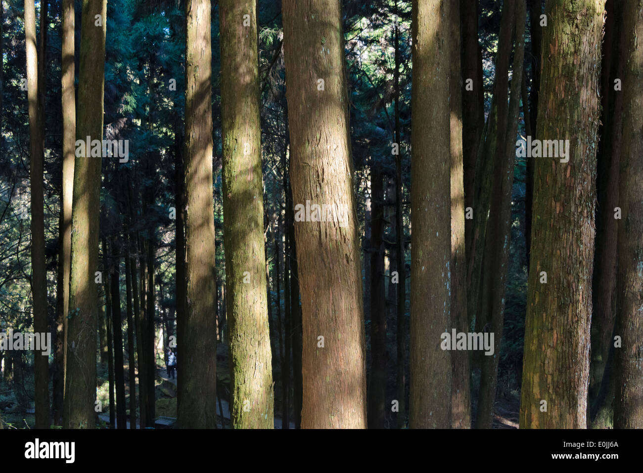 Taiwanese Red Cypress (Chamaecyparis formosensis), Alishan National Scenic Area, Taiwan Stock Photo