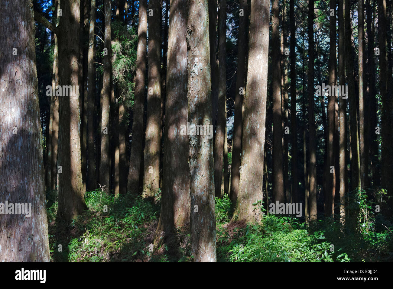 Taiwanese Red Cypresses (Chamaecyparis formosensis), Alishan National Scenic Area, Taiwan Stock Photo