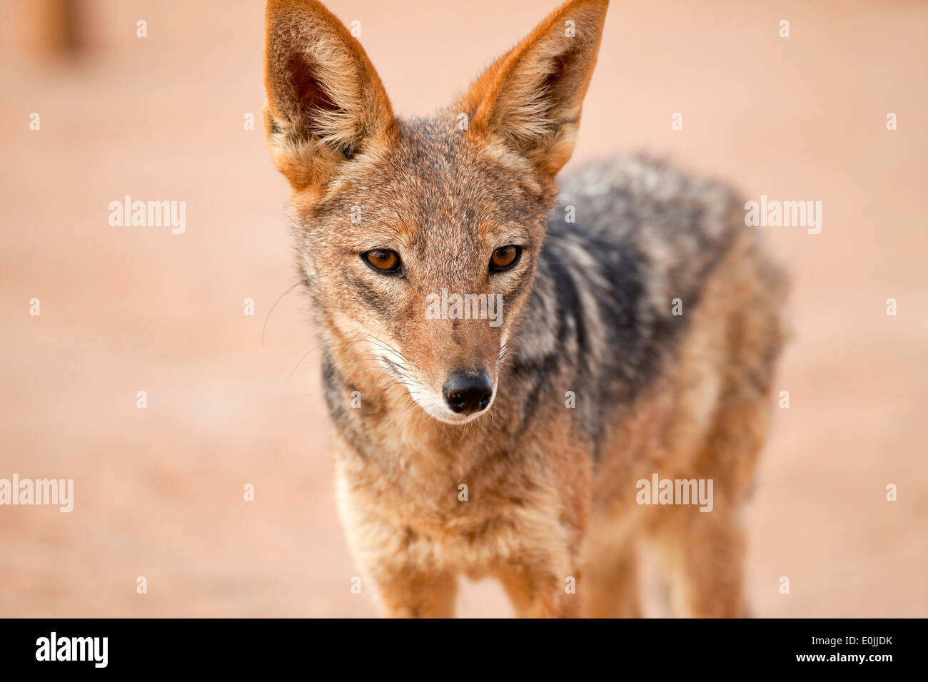 black-backed jackal (Canis mesomelas), Namib Naukluft Park, Namibia, Africa Stock Photo