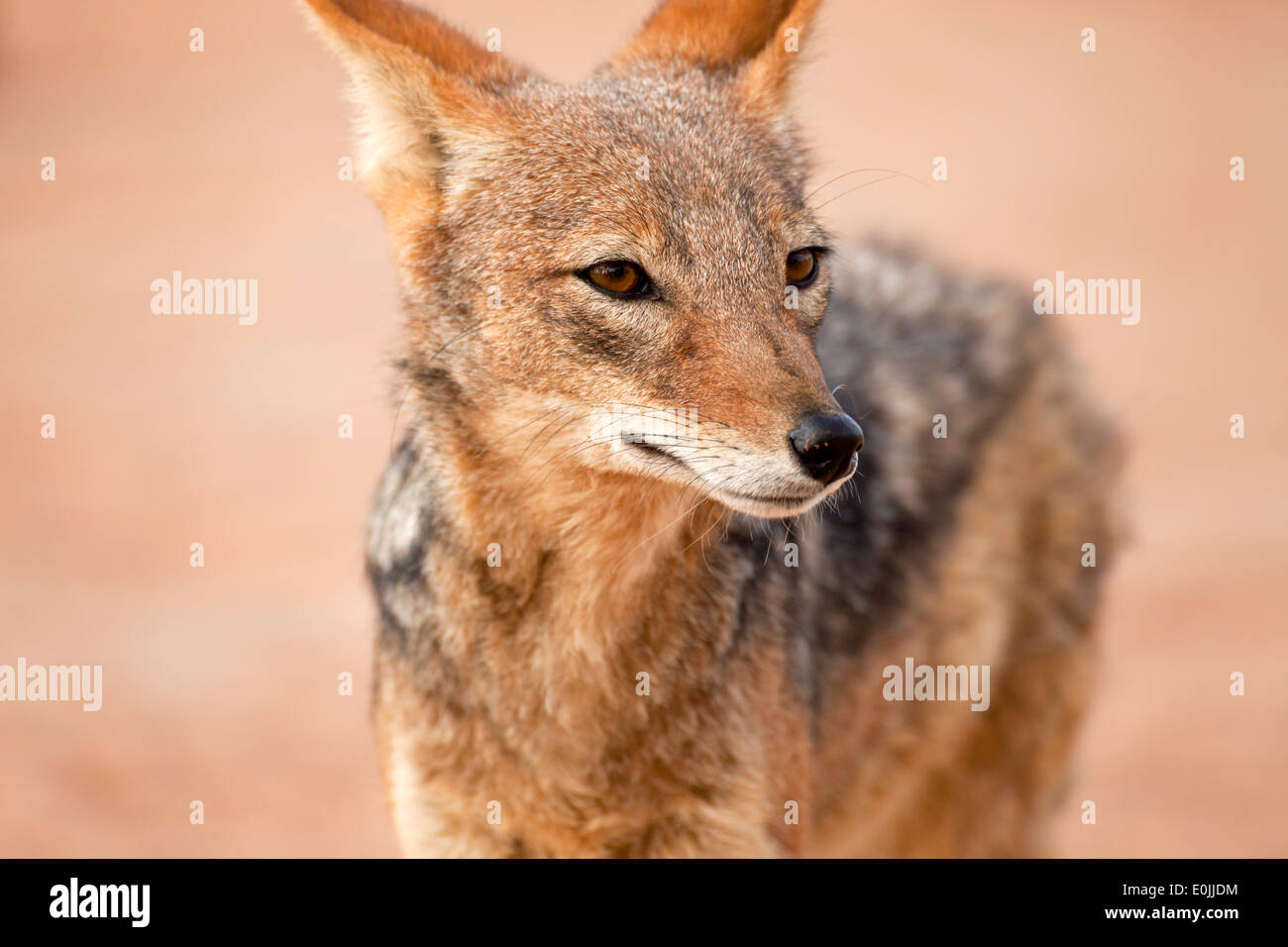 black-backed jackal (Canis mesomelas), Namib Naukluft Park, Namibia, Africa Stock Photo