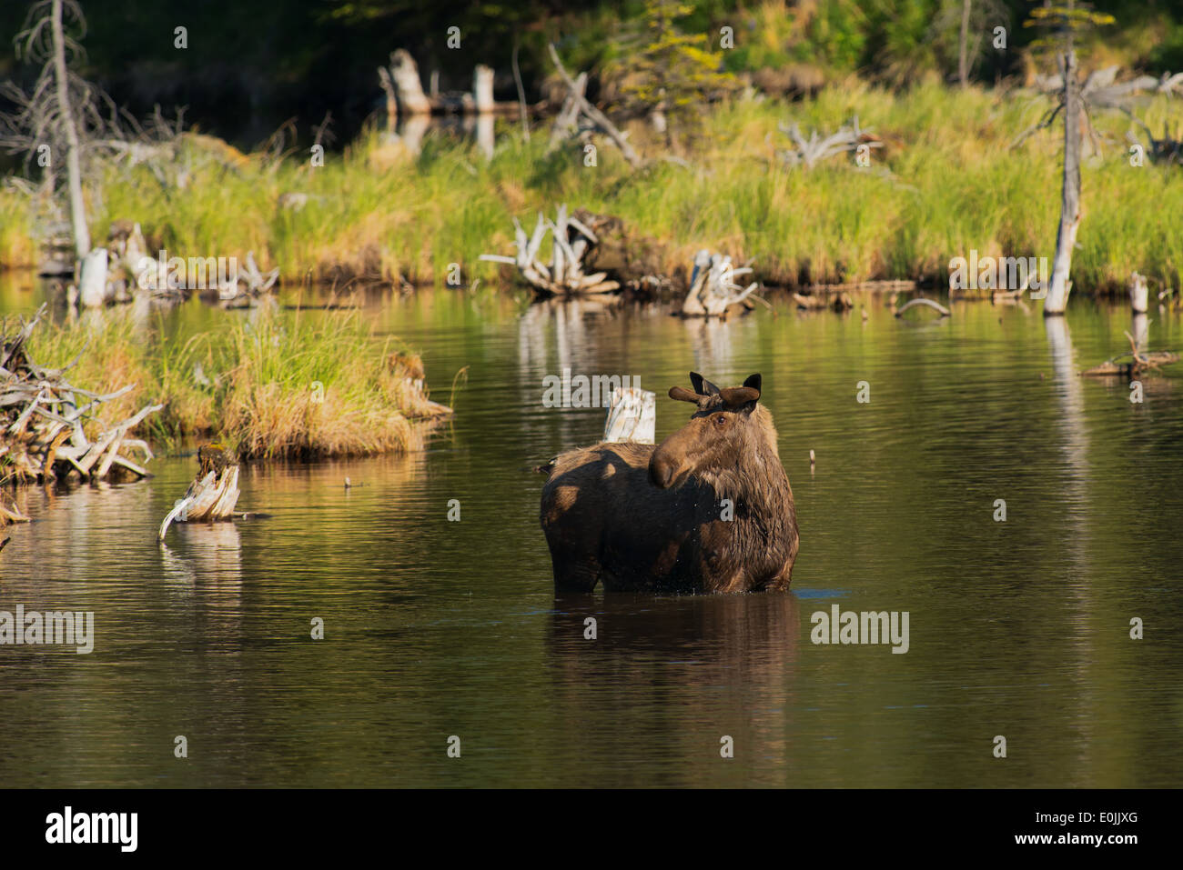 Alaska denali bull moose hi-res stock photography and images - Alamy
