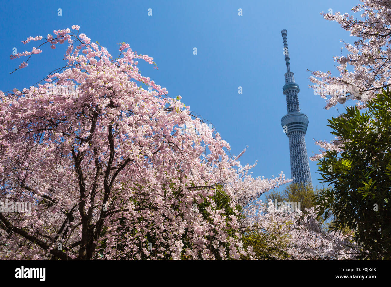 Tokyo skytree tower and cherry blossoms Stock Photo