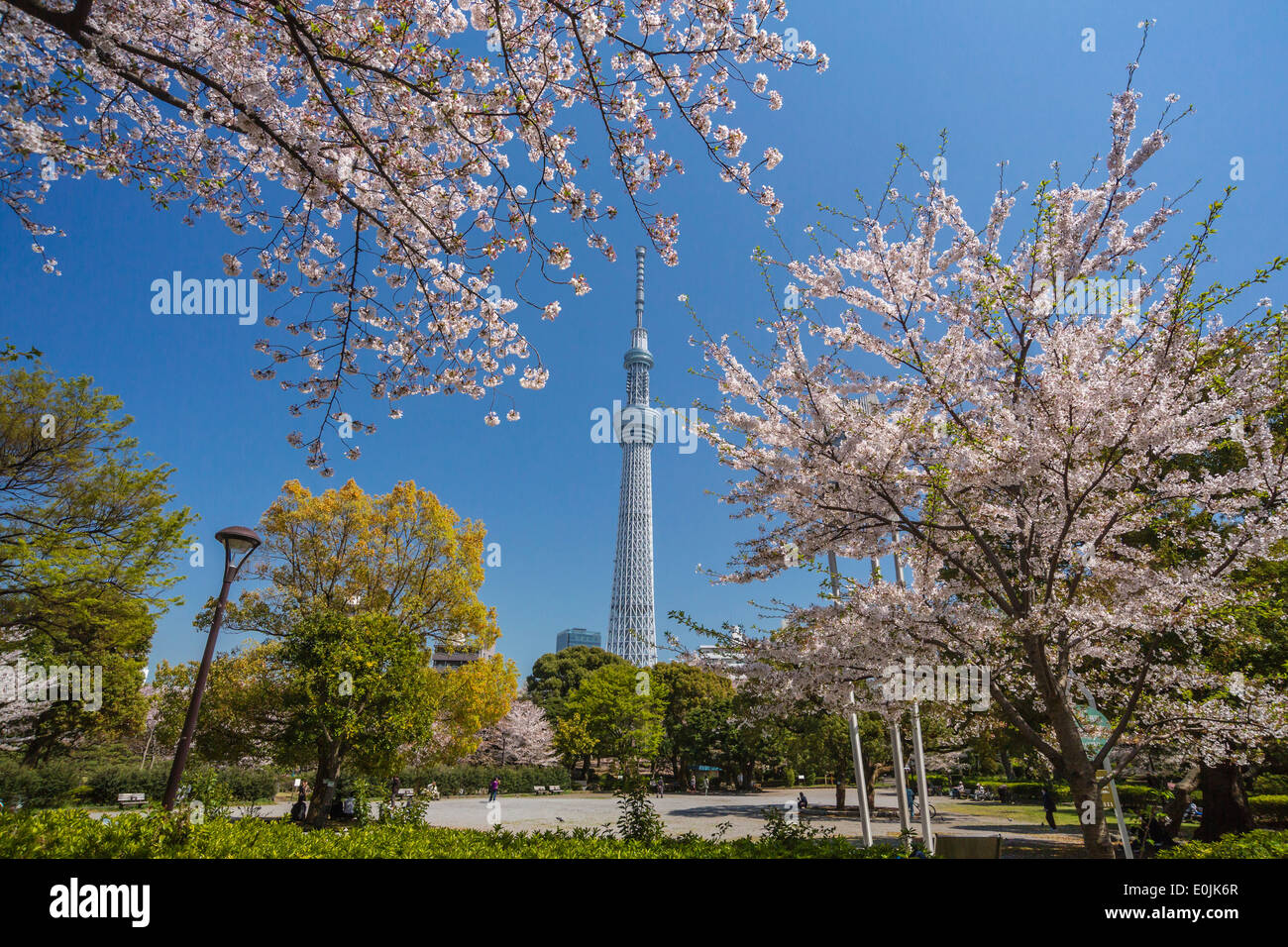 Tokyo skytree tower and cherry blossoms Stock Photo