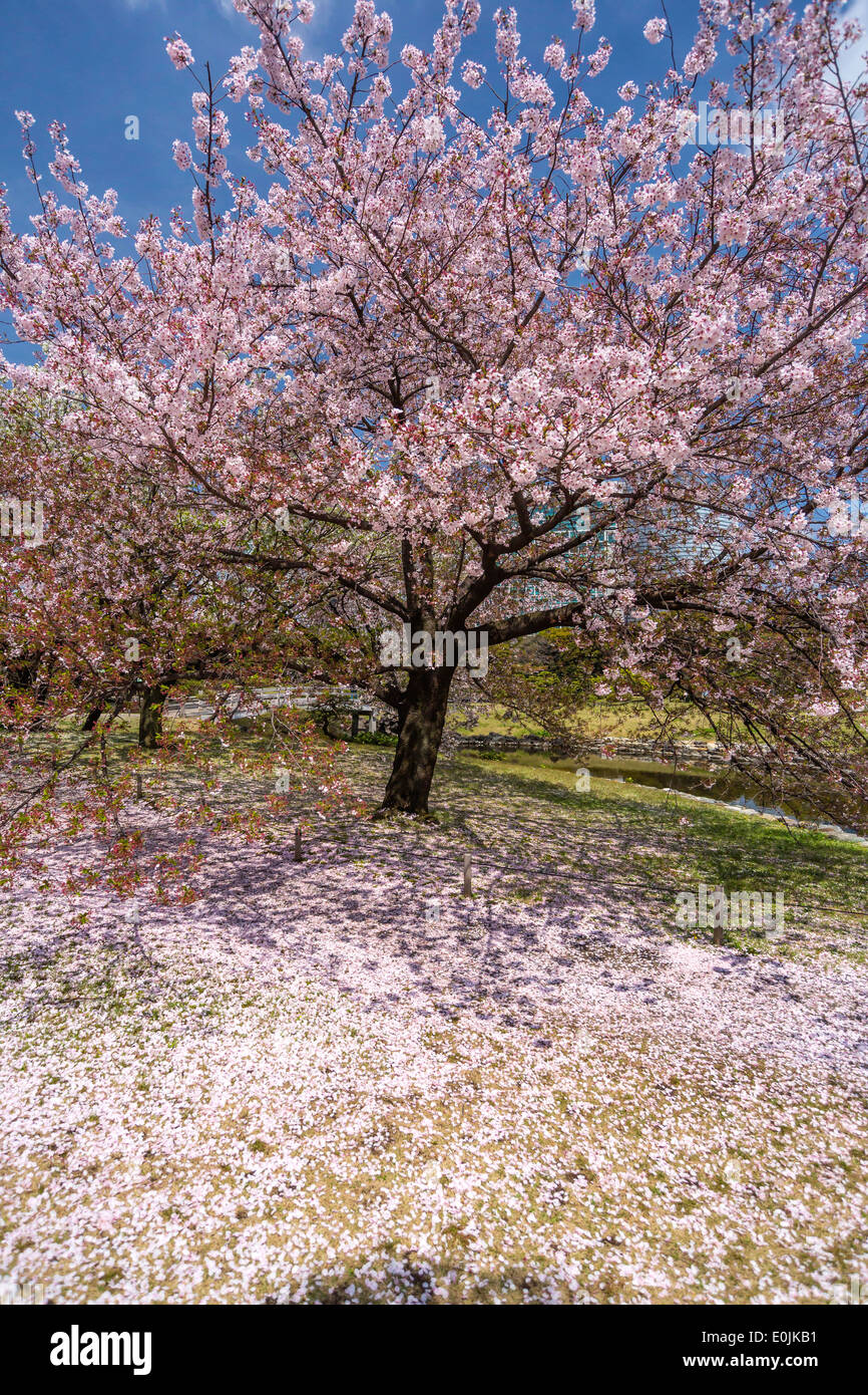 Cherry blossoms at Hama Rikyu Garden Stock Photo