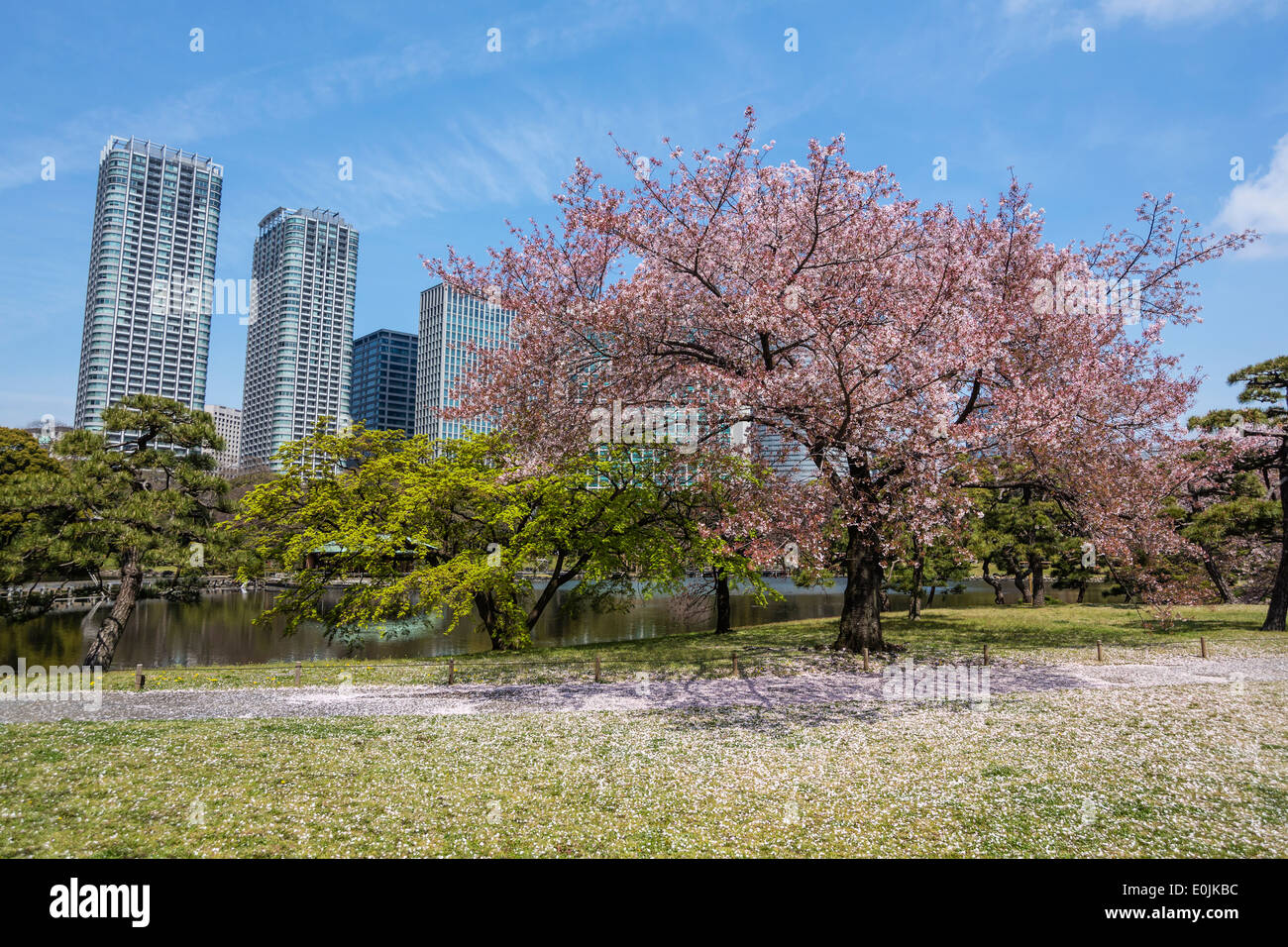 Cherry Blossoms At Hama Rikyu Garden Stock Photo 69251824 Alamy